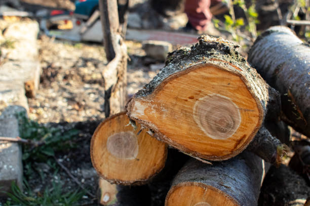 How Our Tree Care Process Works  in  Melrose Park, IL